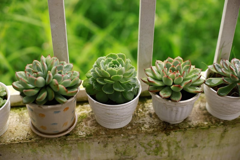 Succulent Display