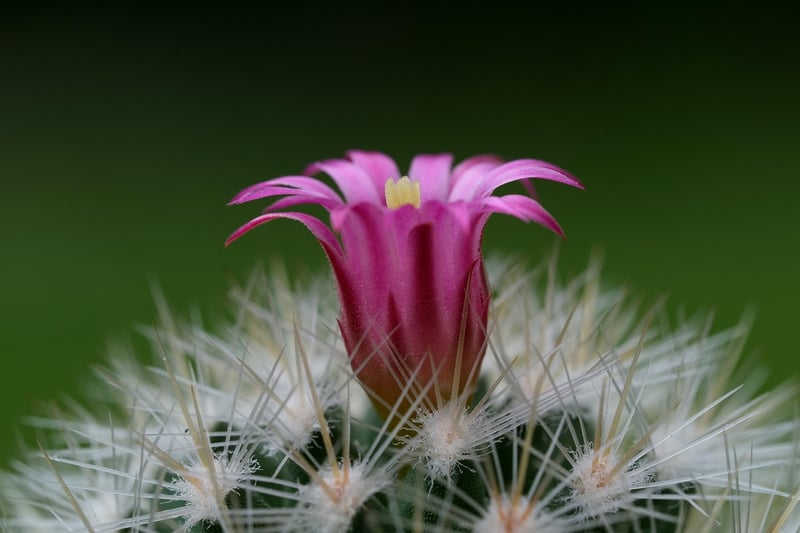 ZZ Plant